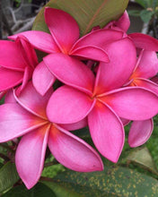 Load image into Gallery viewer, Hawaiian Plumeria Bath Bomb
