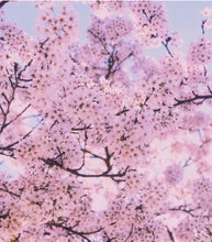 Load image into Gallery viewer, Spring Cherry Blossom Bath Bomb
