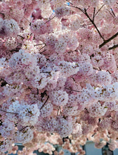 Load image into Gallery viewer, Spring Cherry Blossom Bath Bomb
