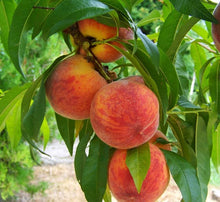 Load image into Gallery viewer, Okanagan Peach Mist Spray
