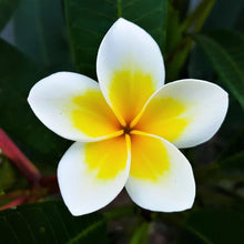 Load image into Gallery viewer, Hawaiian Plumeria Bath Bomb
