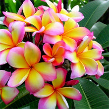 Load image into Gallery viewer, Hawaiian Plumeria Bath Bomb
